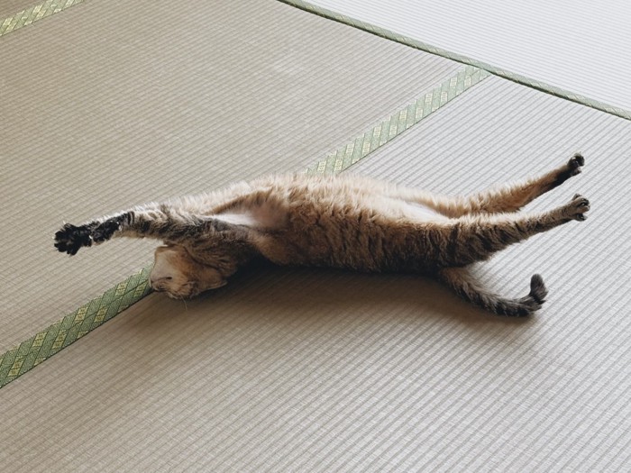 体を伸ばしている猫