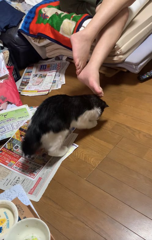 チラシの上に後ろ足を乗せて床に顔をつけている子猫