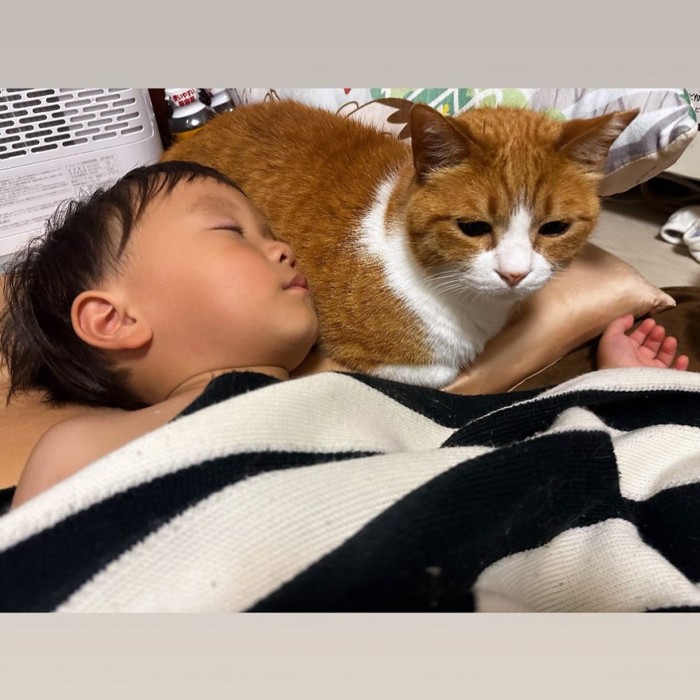 子どもの添い寝をする猫