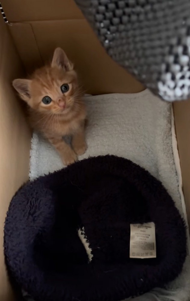 段ボールの中の子猫