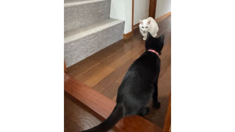 にらみ合う猫たち