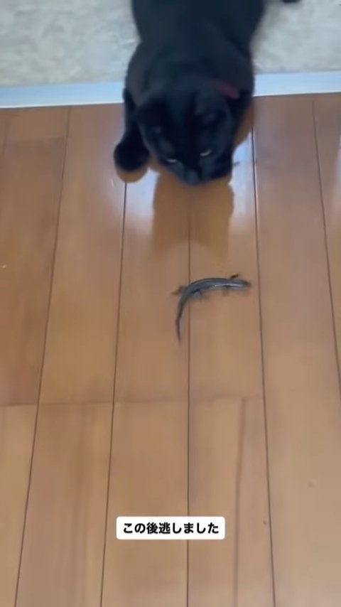 トカゲを狙うように見る猫