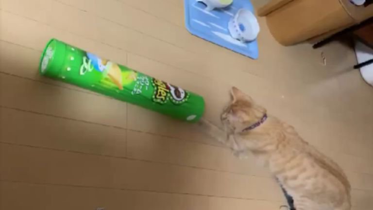ポテトチップスの筒で遊ぶ猫