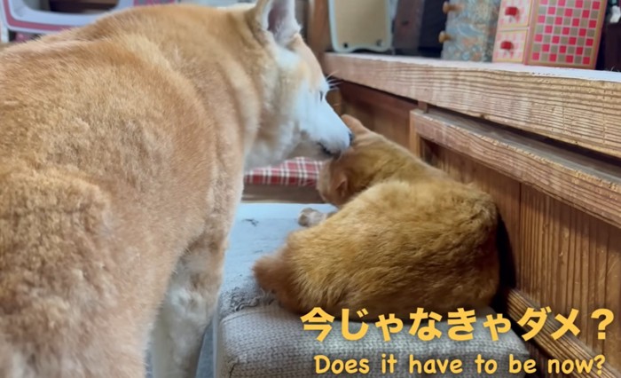 伏せをしている猫とその猫を舐める柴犬(今じゃなきゃだめ?)