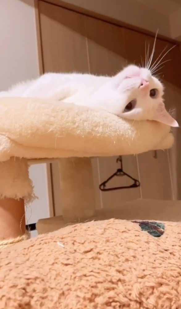 タワーの上でさかさまになっている白猫1