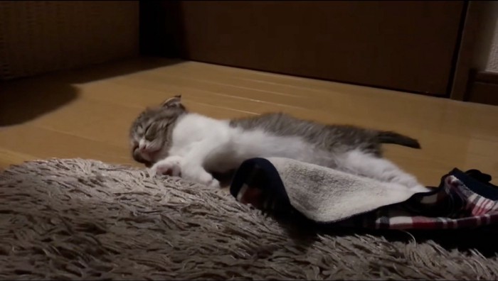 床で横になって眠る子猫