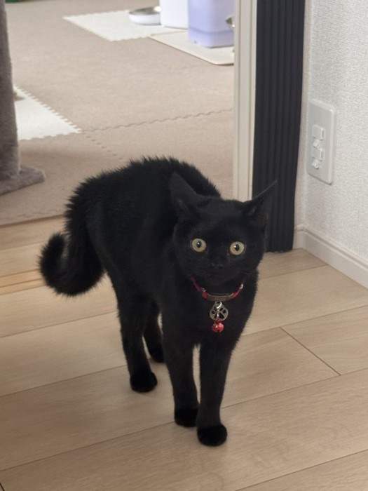 飼い主の元にやってきた黒猫の子猫