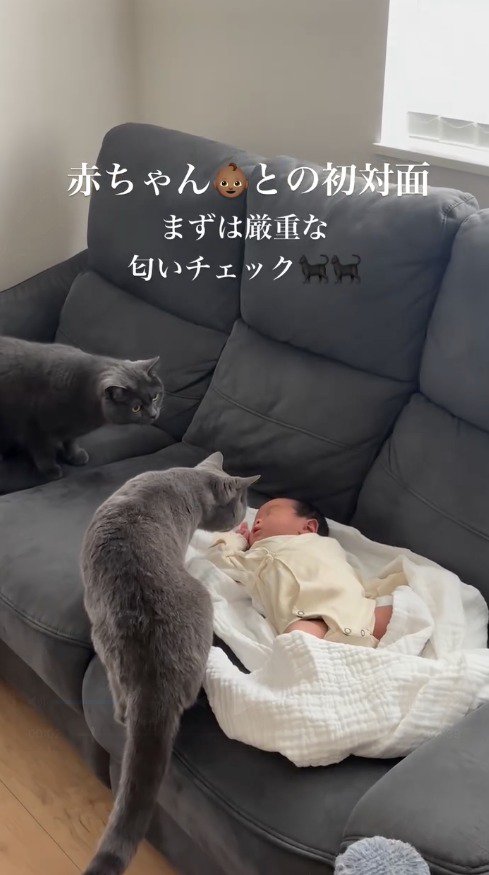 赤ちゃんに顔を近づけるグレーの猫