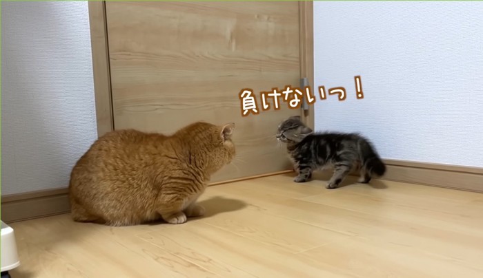 「負けいないっ！」と言っている子猫