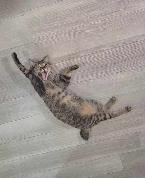 大きく口を開けている猫