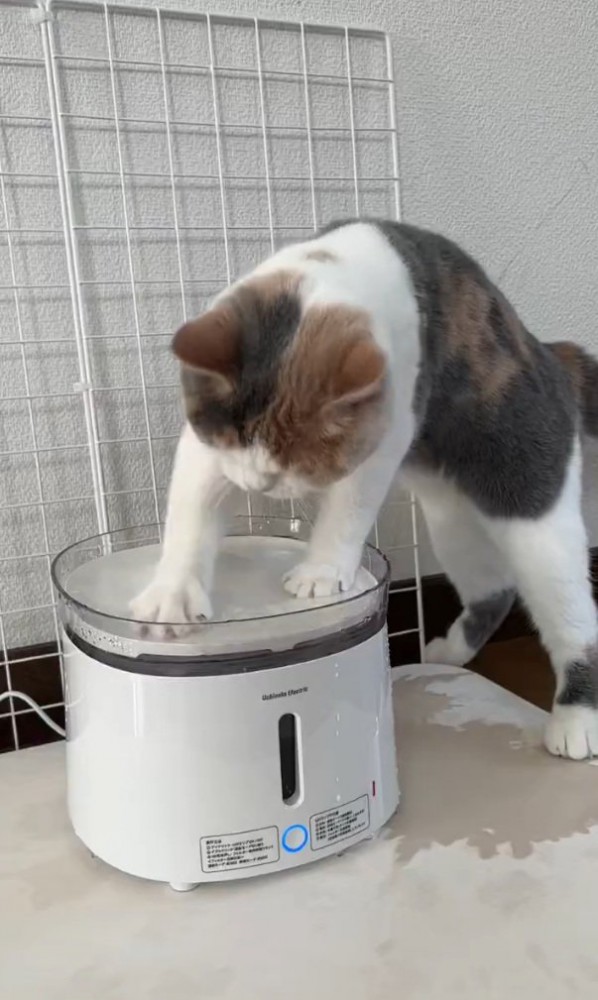 手で水をかくるなちゃん