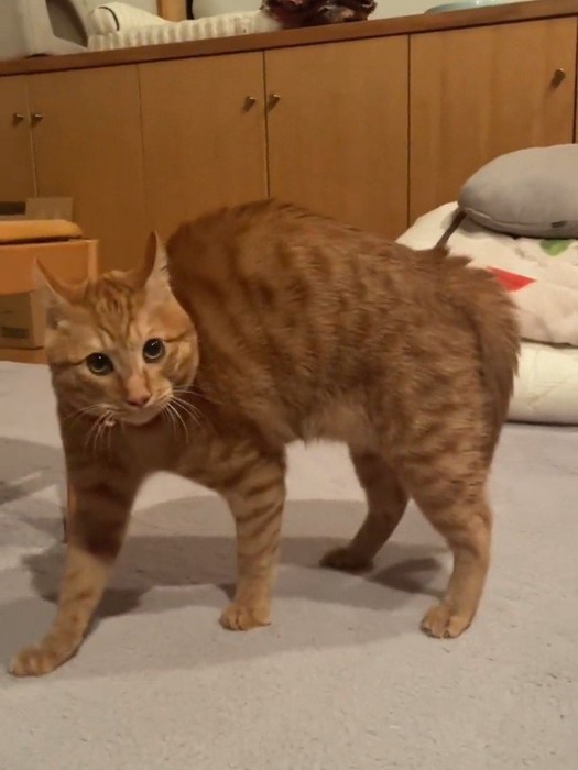 カメラ目線でポーズを決める猫