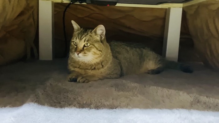 コタツで温まるサビ猫