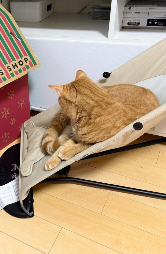 バウンサーに座る猫