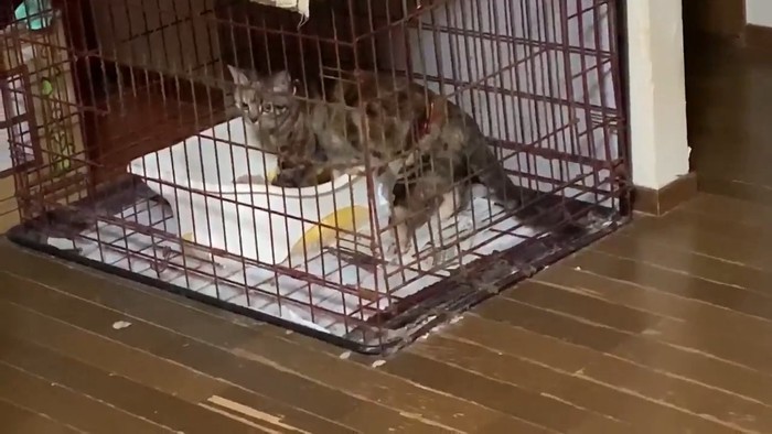 トイレに入る猫