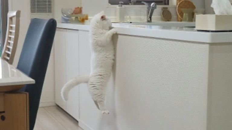 ぶら下がっている猫