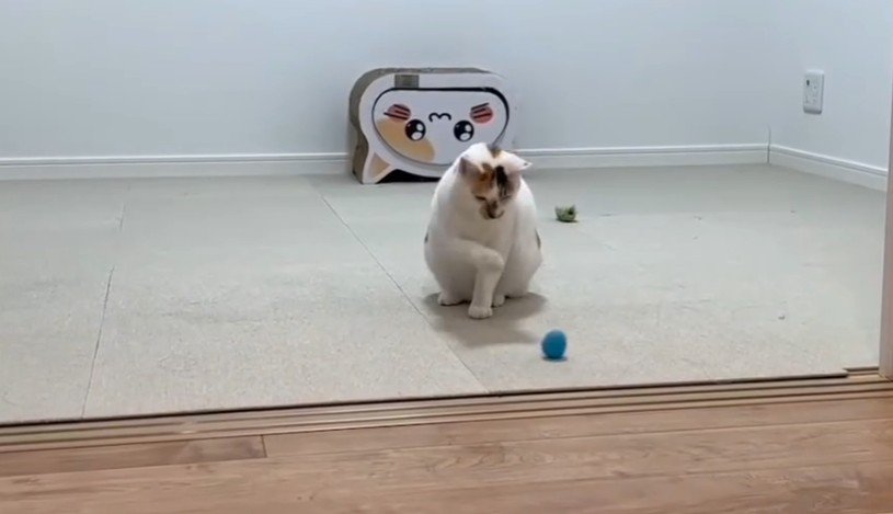 右手をあげたままの猫