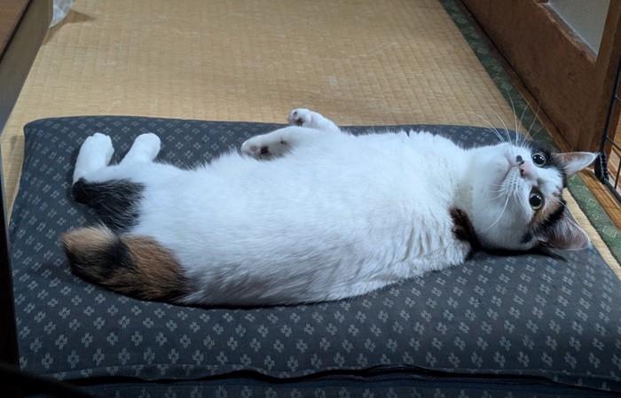 振り向く猫