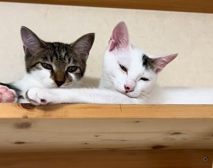 仲良しな2匹の猫