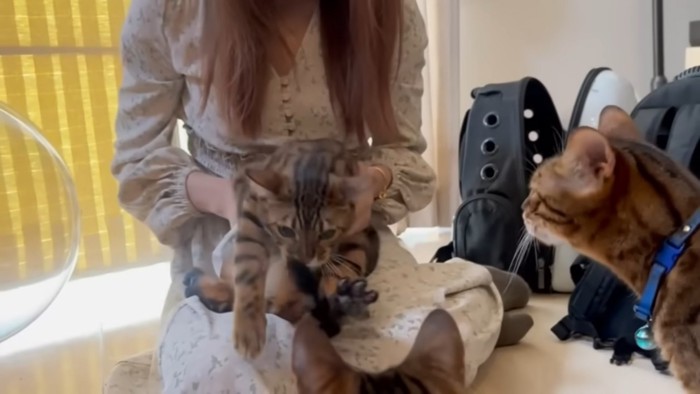 抱きかかえられる猫