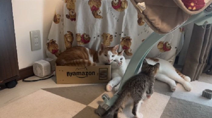 2頭の猫に近づく子猫