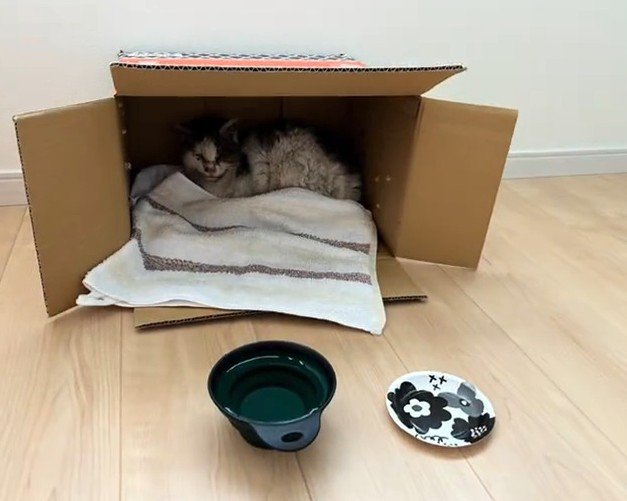 箱の中にいる猫