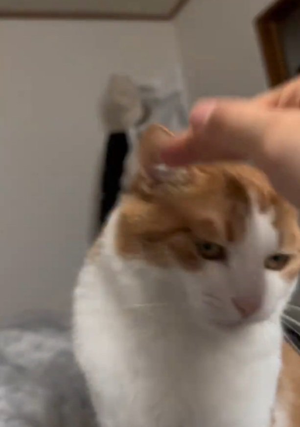 撫でられそうにするツナちゃん