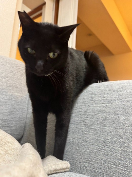 ソファにまたがり微妙な表情をする猫