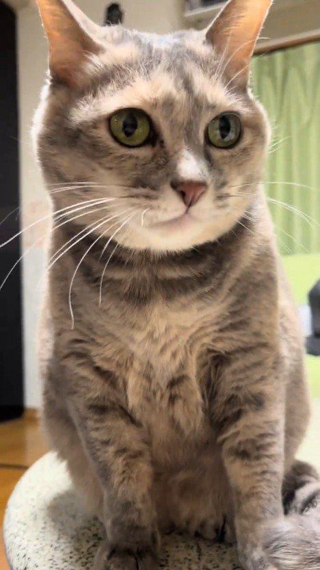 おすわりする猫