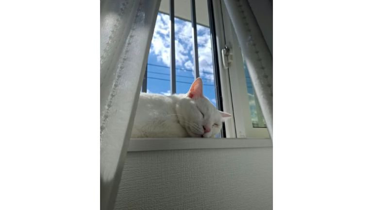 寝ている猫