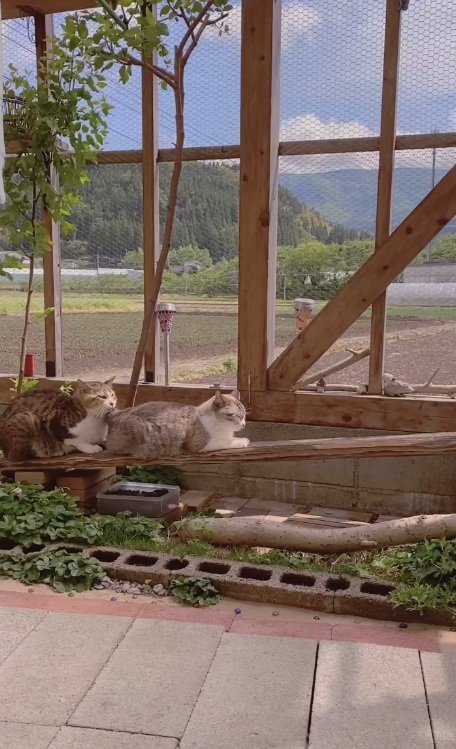 寝ている猫の後ろで眠り始める猫