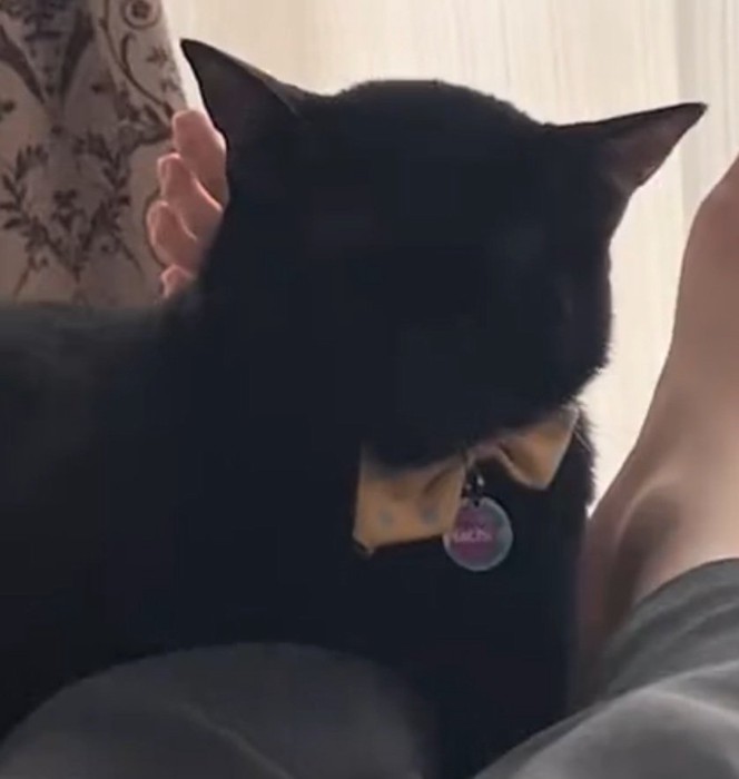 座りながら寝るナチくん