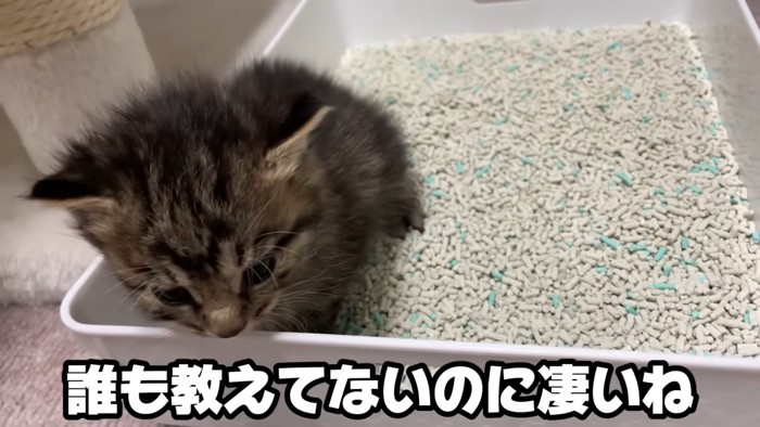 砂の上で座る子猫
