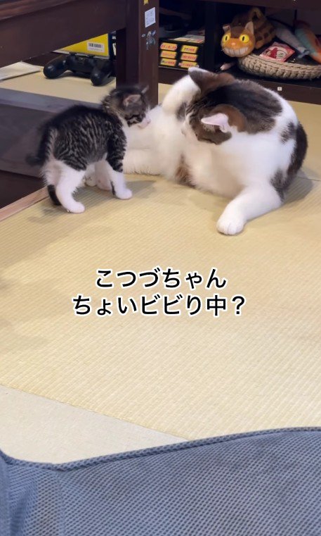 先住猫と子猫