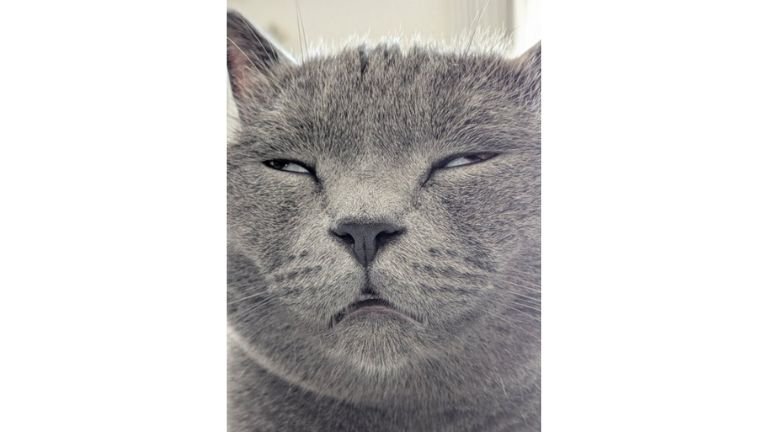 白目をむいている猫