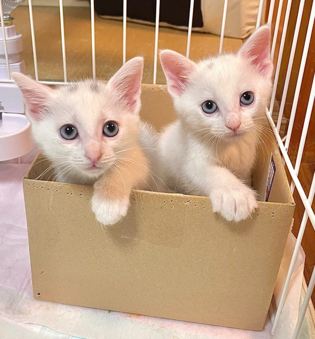 段ボールにいる2匹