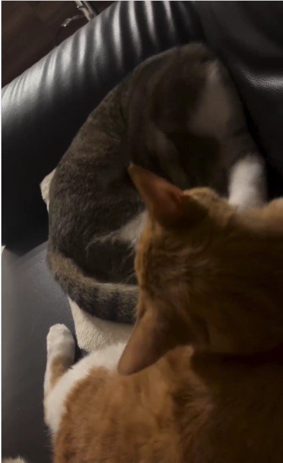 毛づくろいをしている猫たち