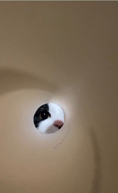 キッチンペーパーの芯の向こうにいる猫