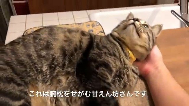 腕枕をしてもらう猫