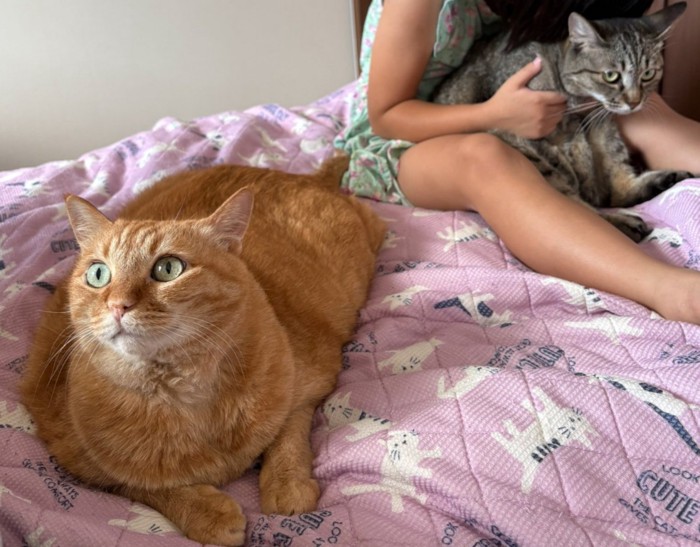 緊張した様子の猫