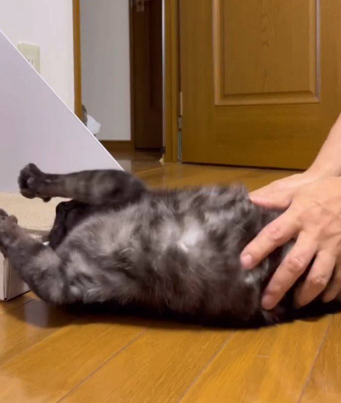 おなかを撫でてもらう猫