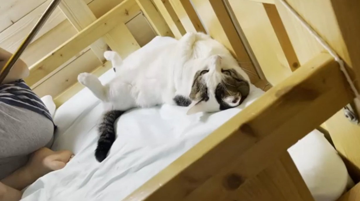 ベッドに寝転がっている猫