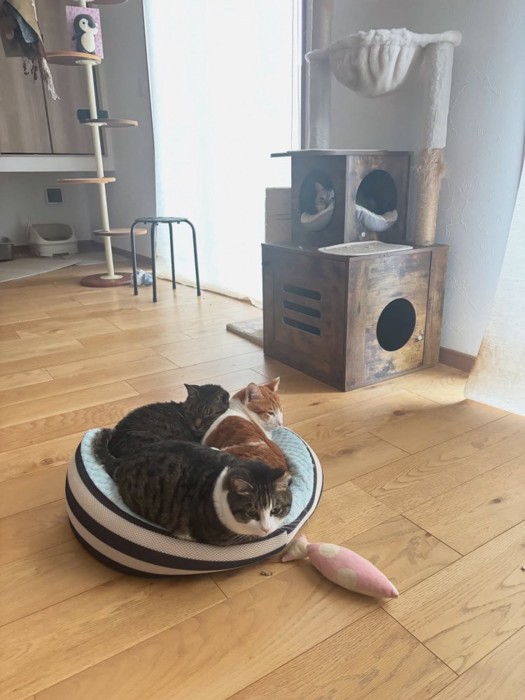 猫ベッドにいる3匹の猫