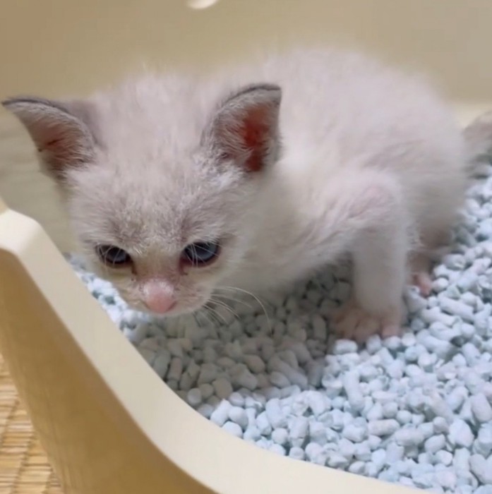 トイレの中で真剣な表情を浮かべる子猫