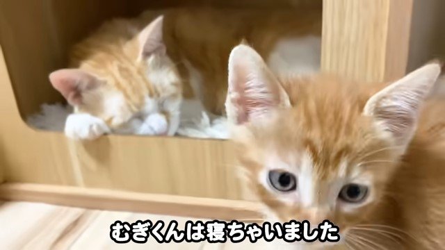 キャットハウスで寝ている猫と茶トラの子猫