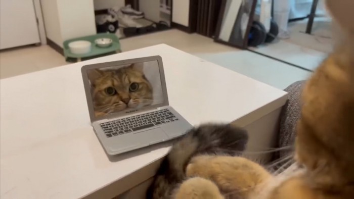 自分の顔を鏡越しに見つめるみにらくん