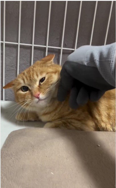 撫でられている猫