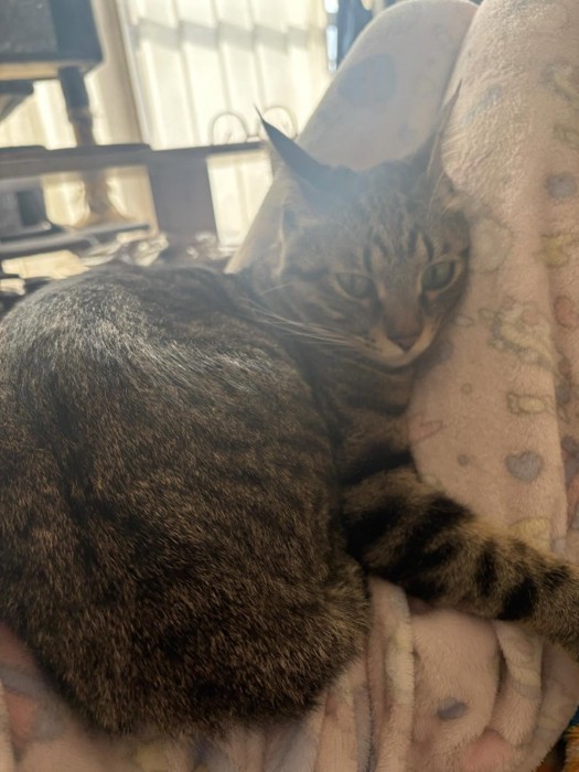 人の太ももに寄りかかる猫