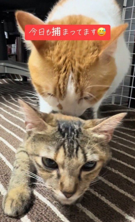 首根っこを噛まれる猫