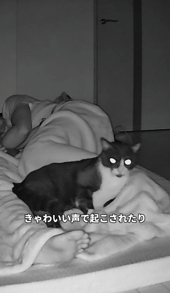 寝ている人の足元に座る猫